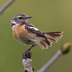 European Stonechat