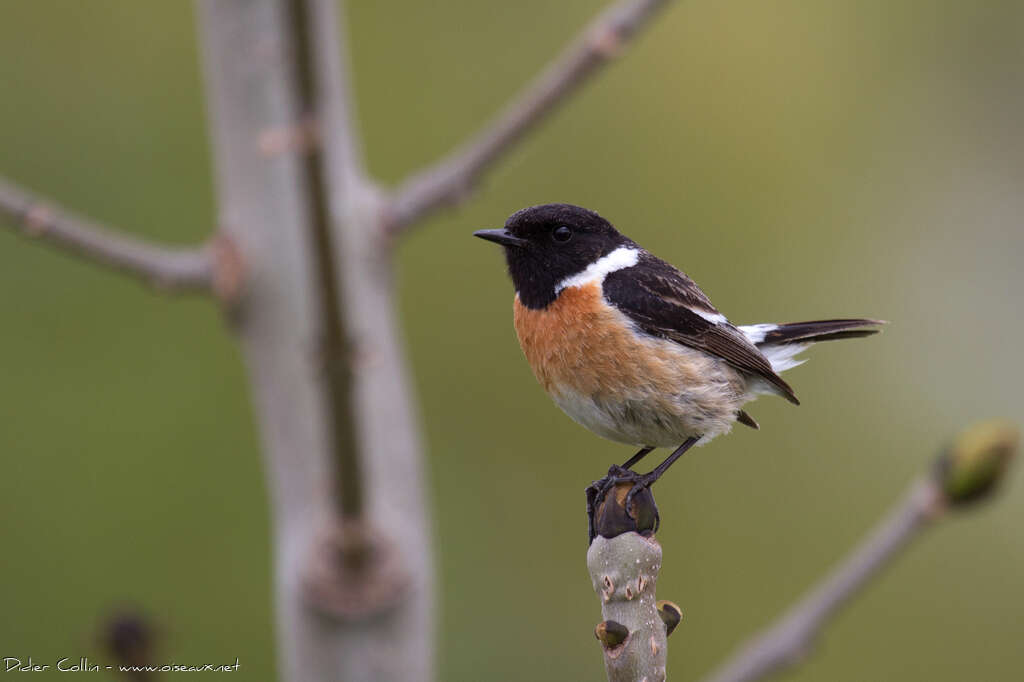 European Stonechat male adult breeding, identification