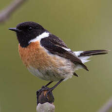 European Stonechat