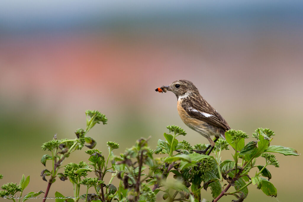 European Stonechat female adult, feeding habits