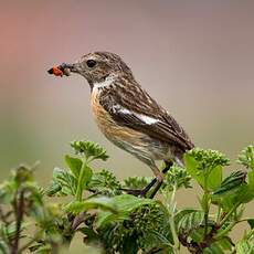 European Stonechat