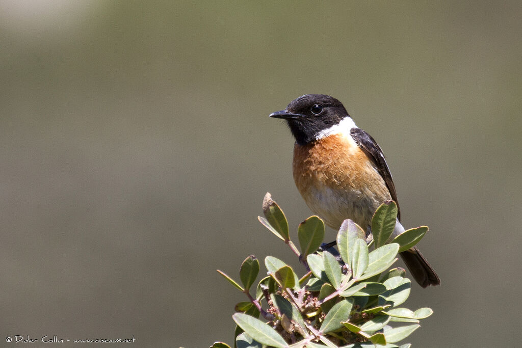 European Stonechat male adult, identification