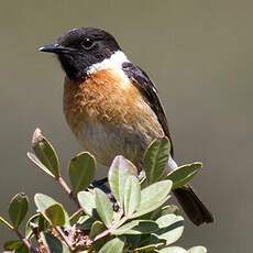 European Stonechat