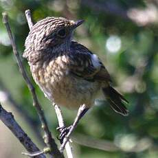 European Stonechat