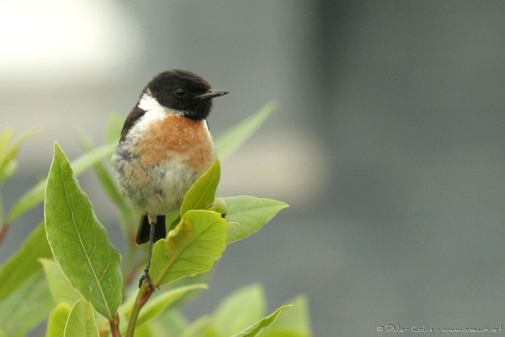 European Stonechat, identification