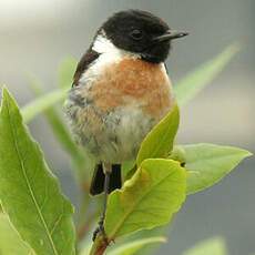 European Stonechat