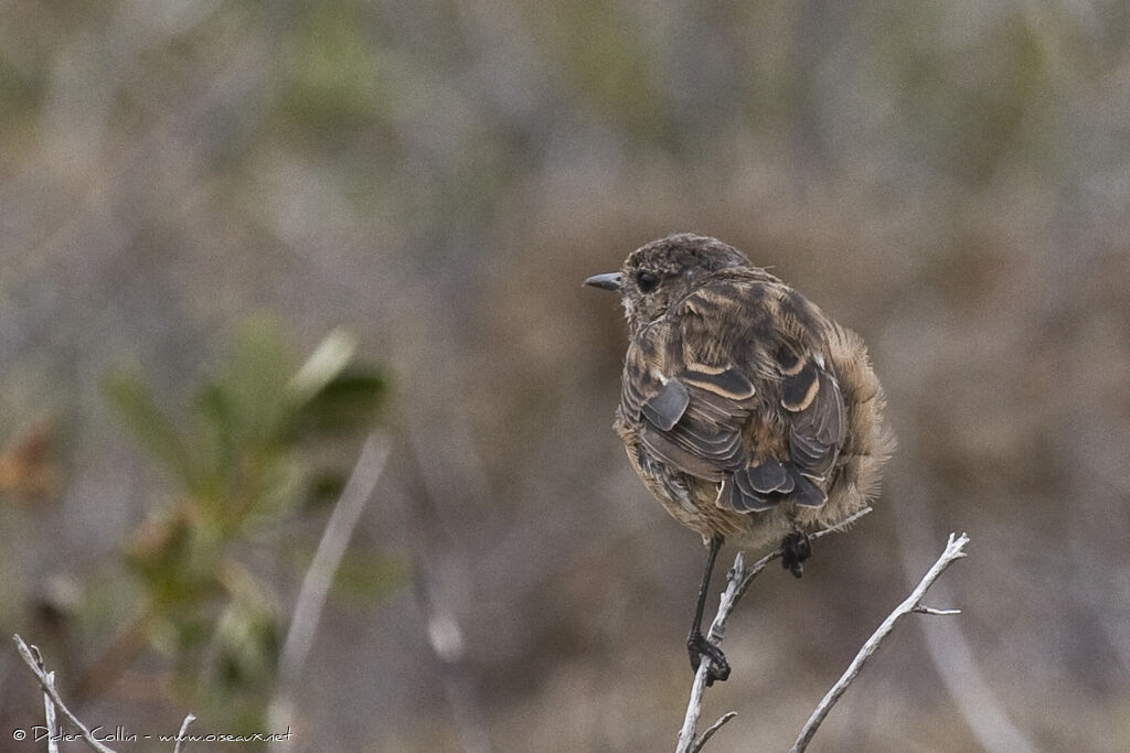 European Stonechat