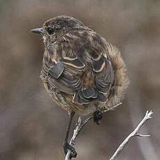 European Stonechat