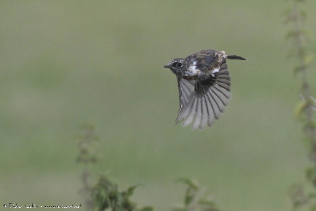 European Stonechat female adult, Flight