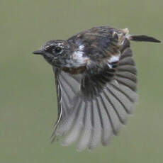 European Stonechat