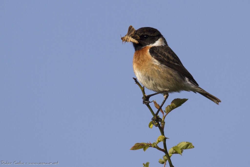 European Stonechat male adult, feeding habits