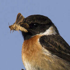 European Stonechat