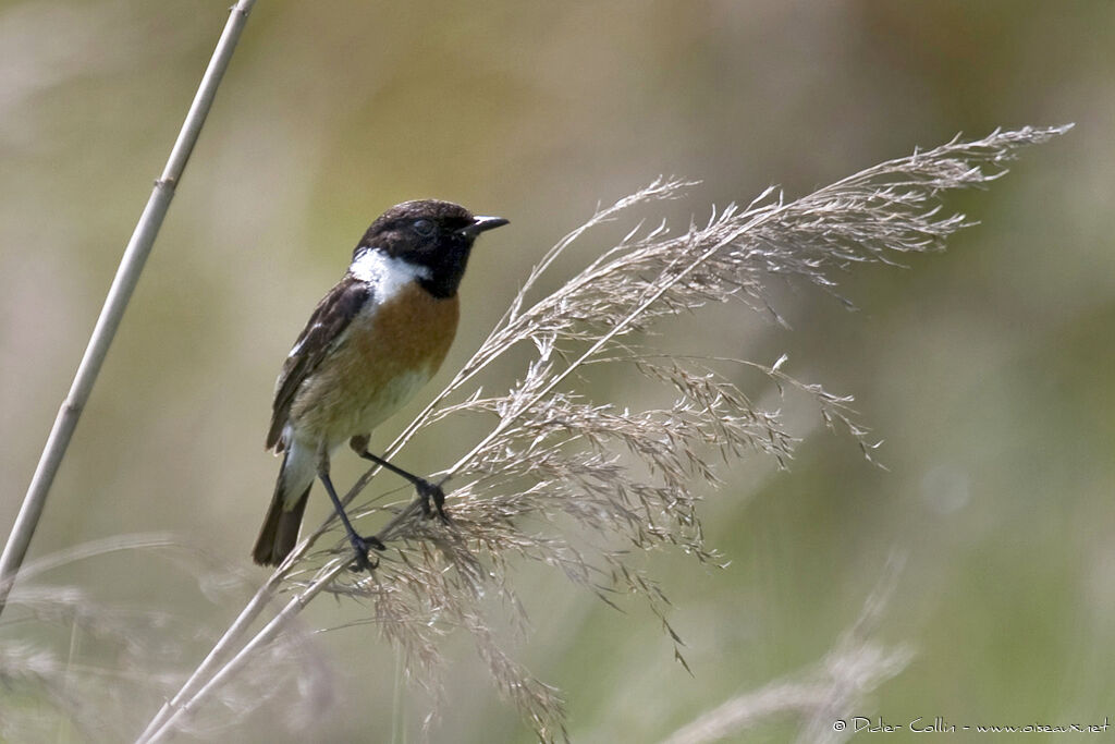 European Stonechatadult, identification