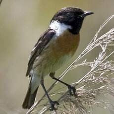 European Stonechat