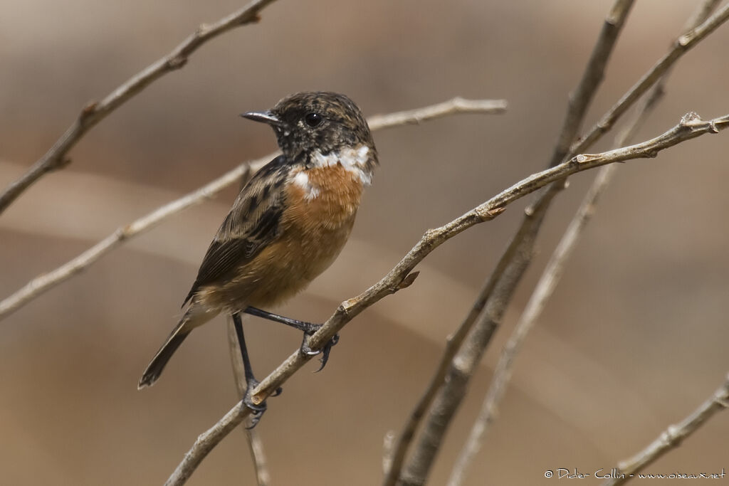 European Stonechat, identification