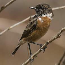 European Stonechat