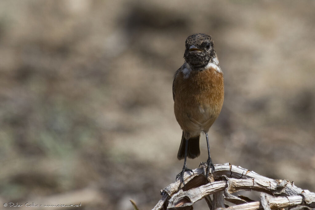 European Stonechat