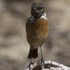 European Stonechat