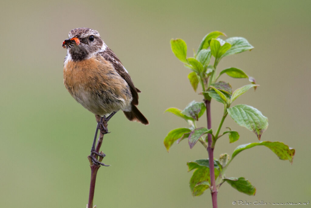 European Stonechat female adult, feeding habits, Reproduction-nesting