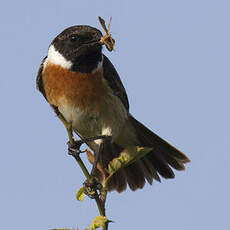 European Stonechat