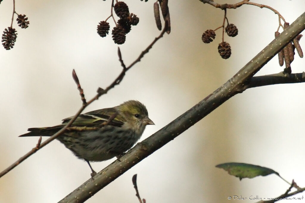 Eurasian Siskin