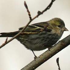 Eurasian Siskin