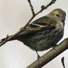 Eurasian Siskin