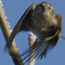 Eurasian Siskin