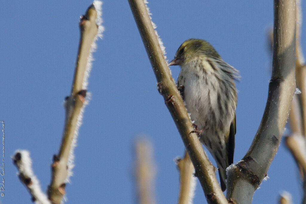 Eurasian Siskin