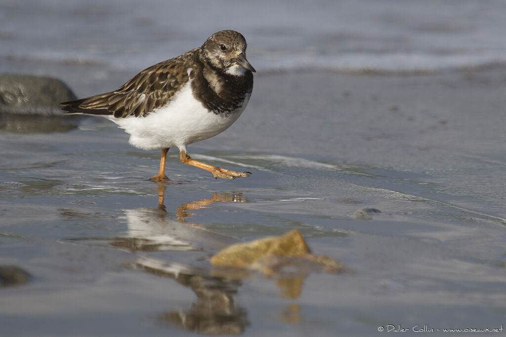 Ruddy Turnstoneadult, identification