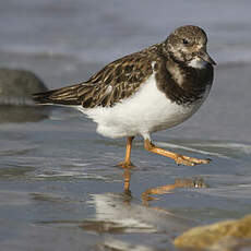 Ruddy Turnstone