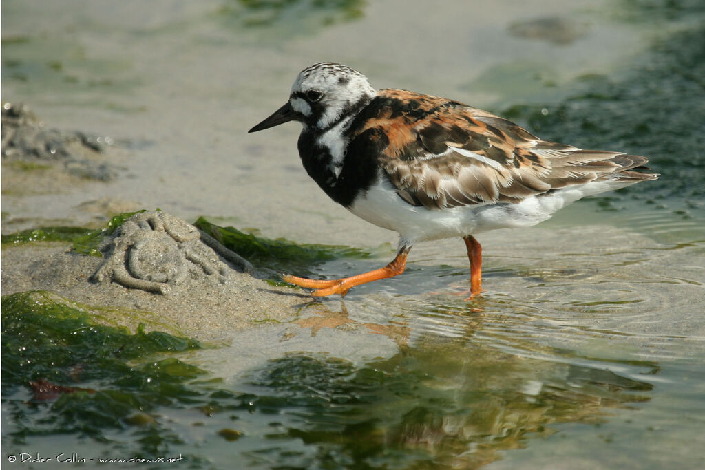 Tournepierre à collier, identification