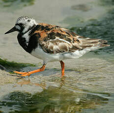 Ruddy Turnstone