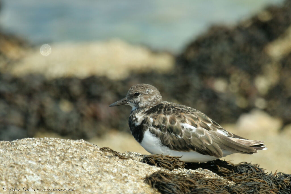 Ruddy Turnstone, identification