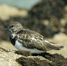 Ruddy Turnstone