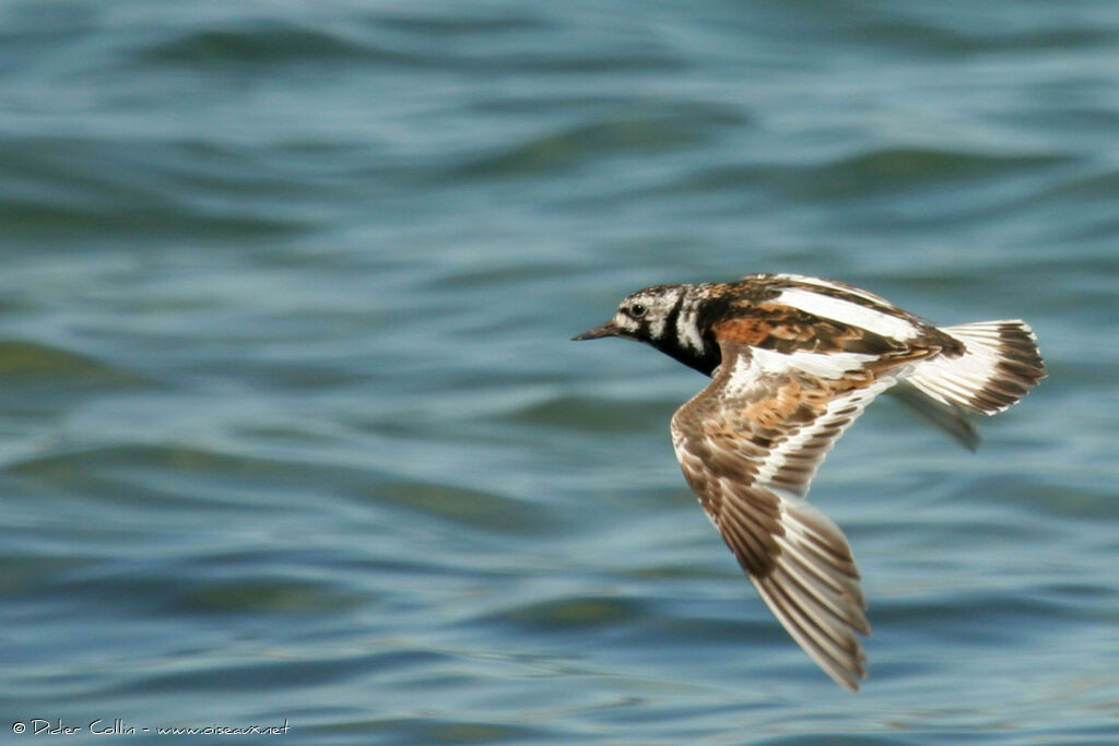 Tournepierre à collier, identification