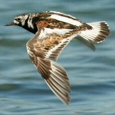 Ruddy Turnstone