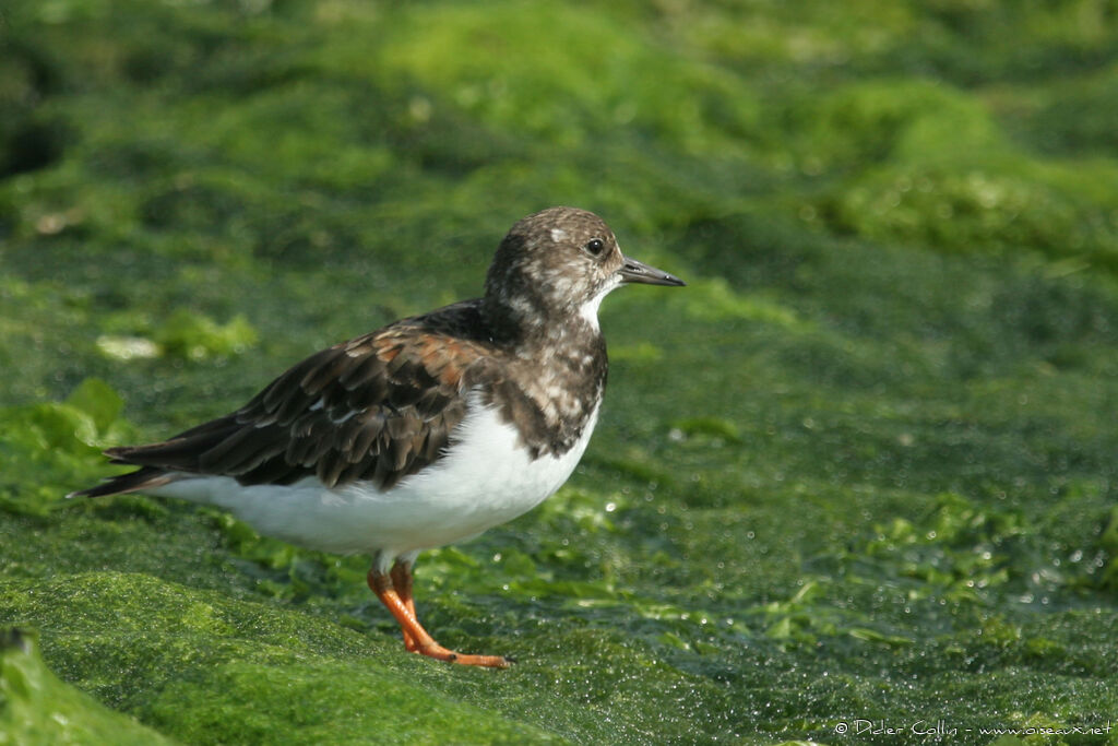 Tournepierre à collier, identification