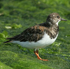 Ruddy Turnstone