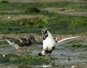 Ruddy Turnstone