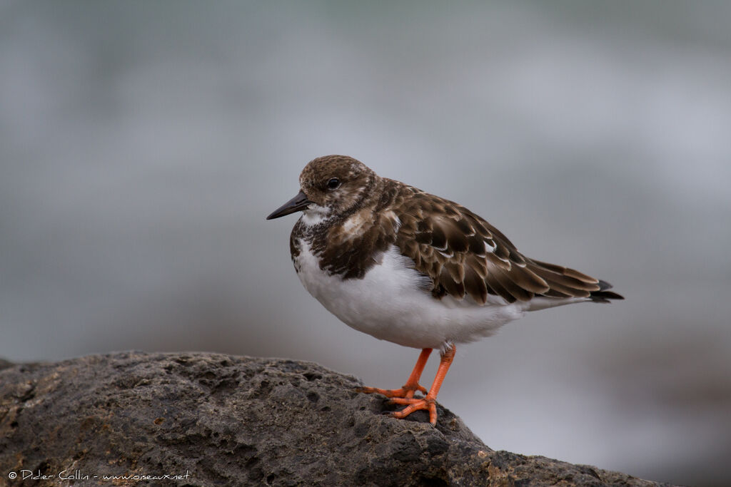 Ruddy Turnstone