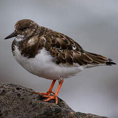 Ruddy Turnstone