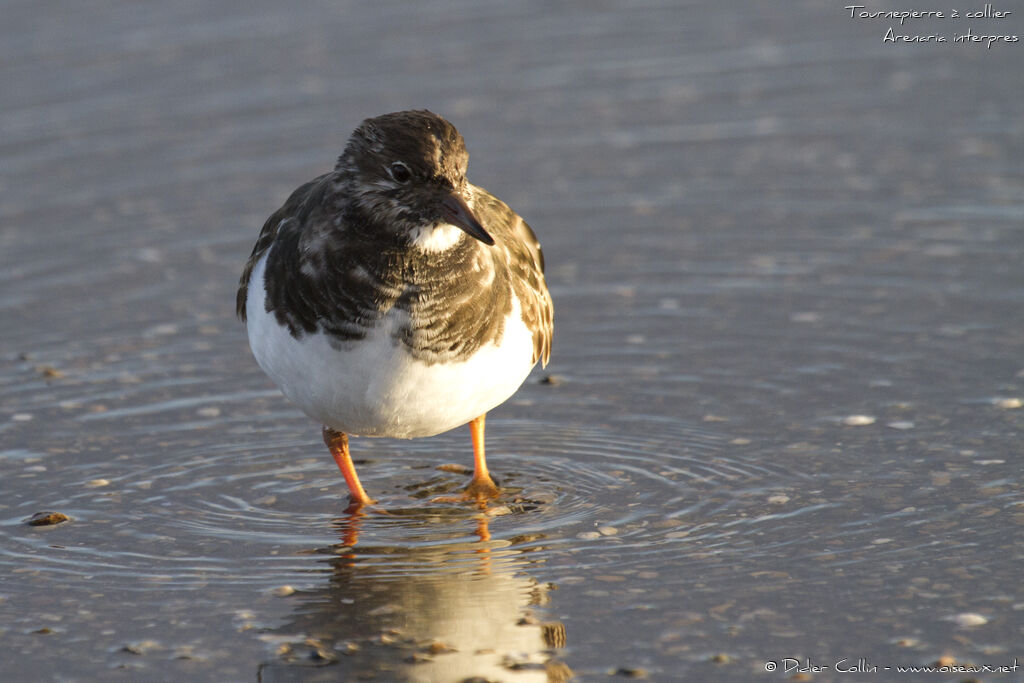 Ruddy Turnstone