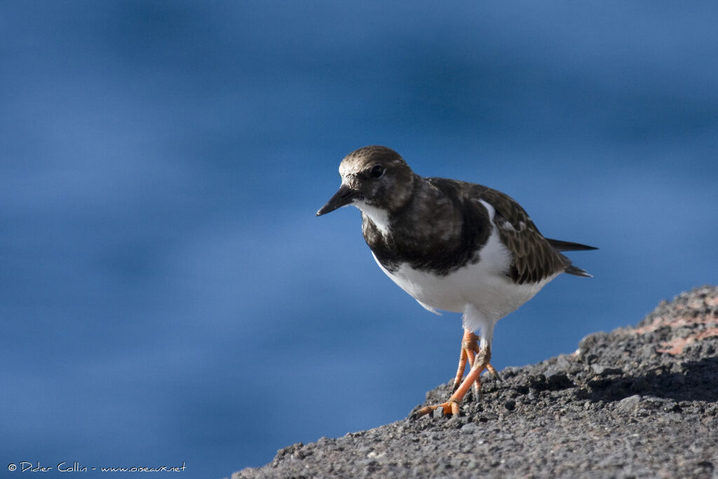 Ruddy Turnstone, identification