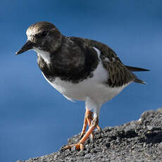 Ruddy Turnstone