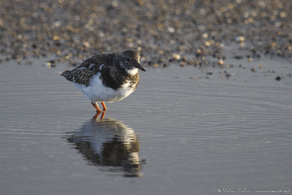 Ruddy Turnstone