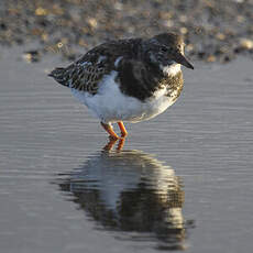 Ruddy Turnstone