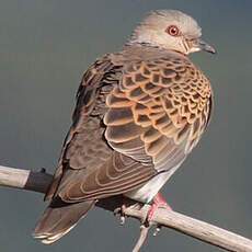 European Turtle Dove