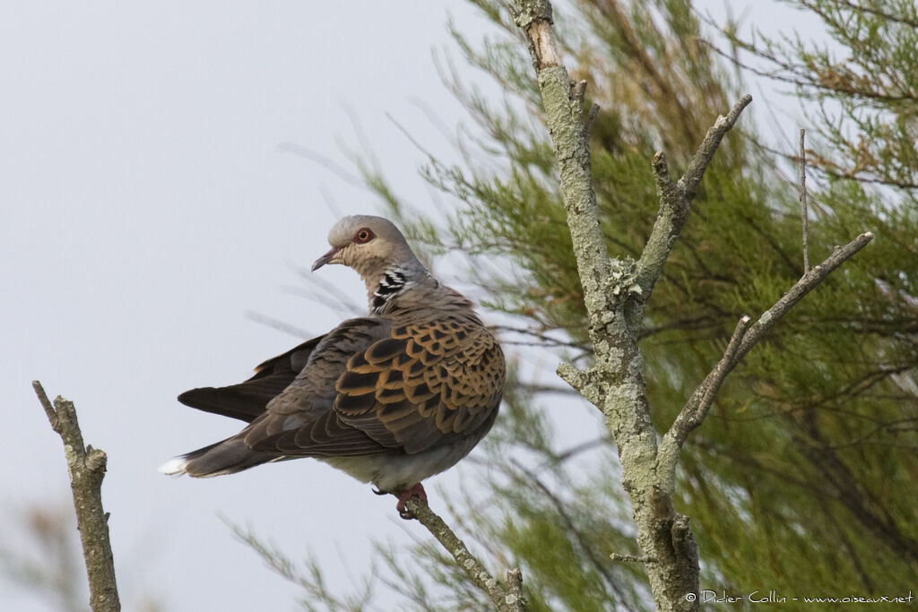 Tourterelle des boisadulte, identification