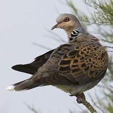 European Turtle Dove